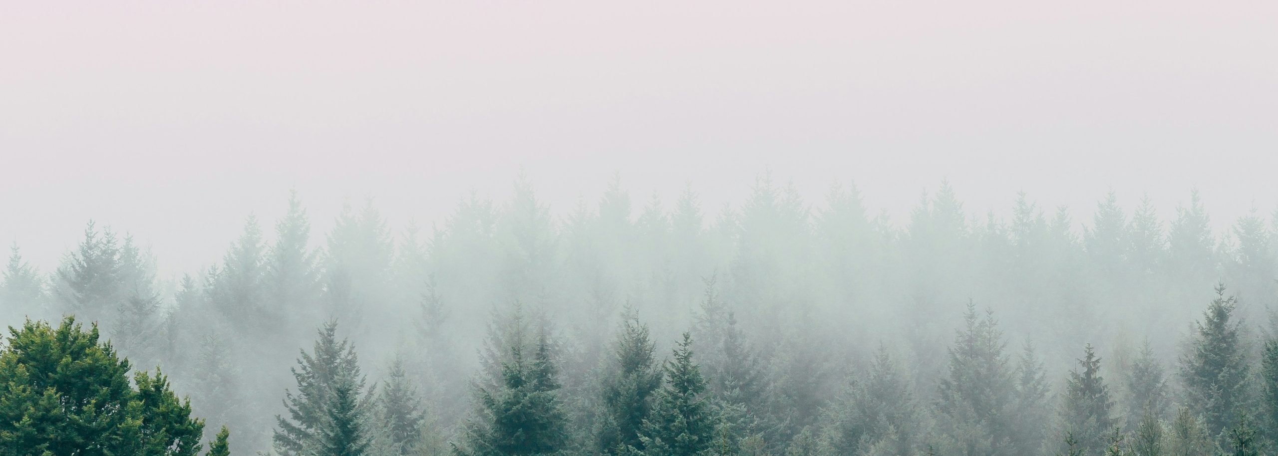 Skog höljd i dimma